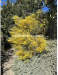 Acacia rigens
