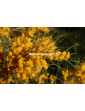 Acacia rigens