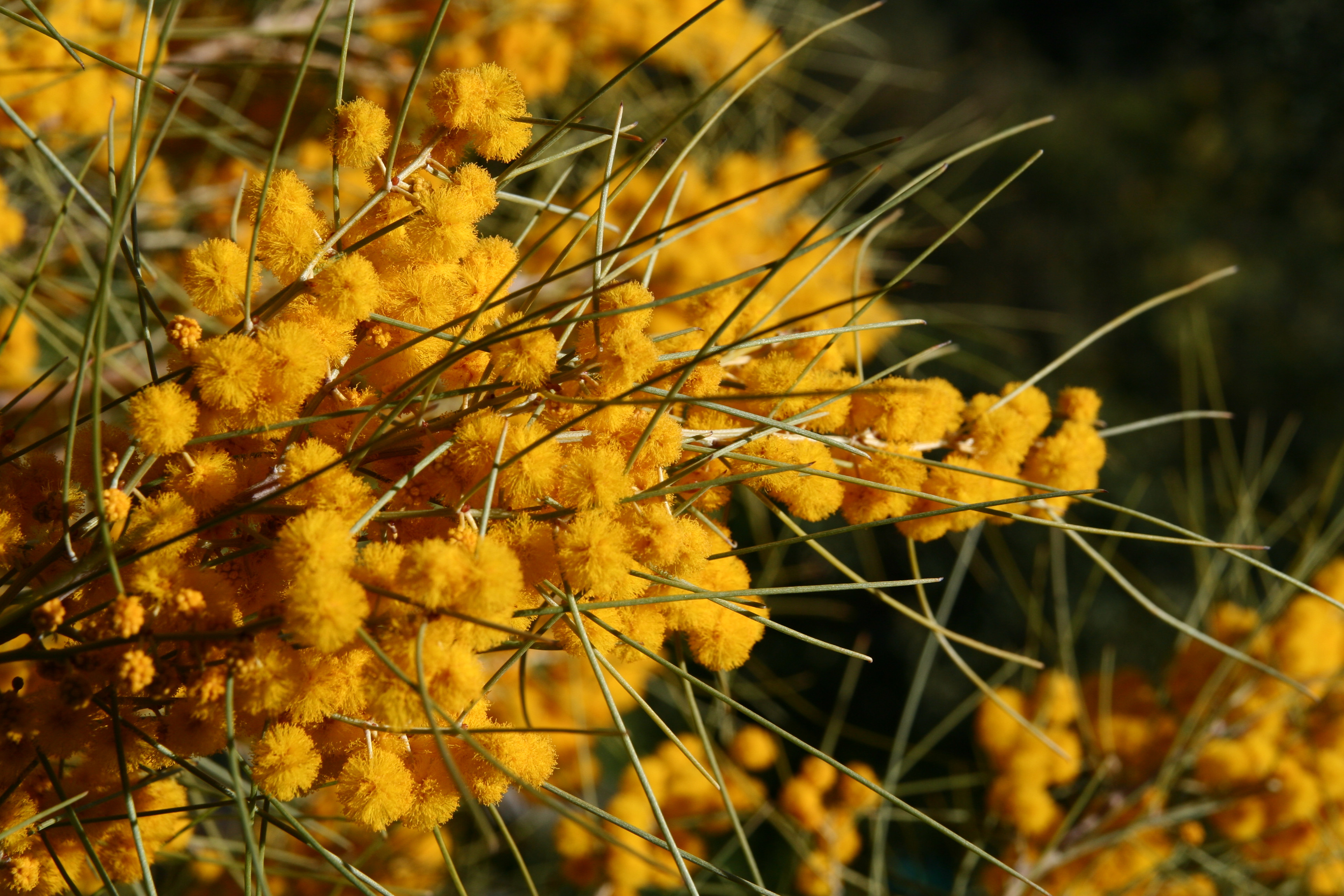 Acacia rigens