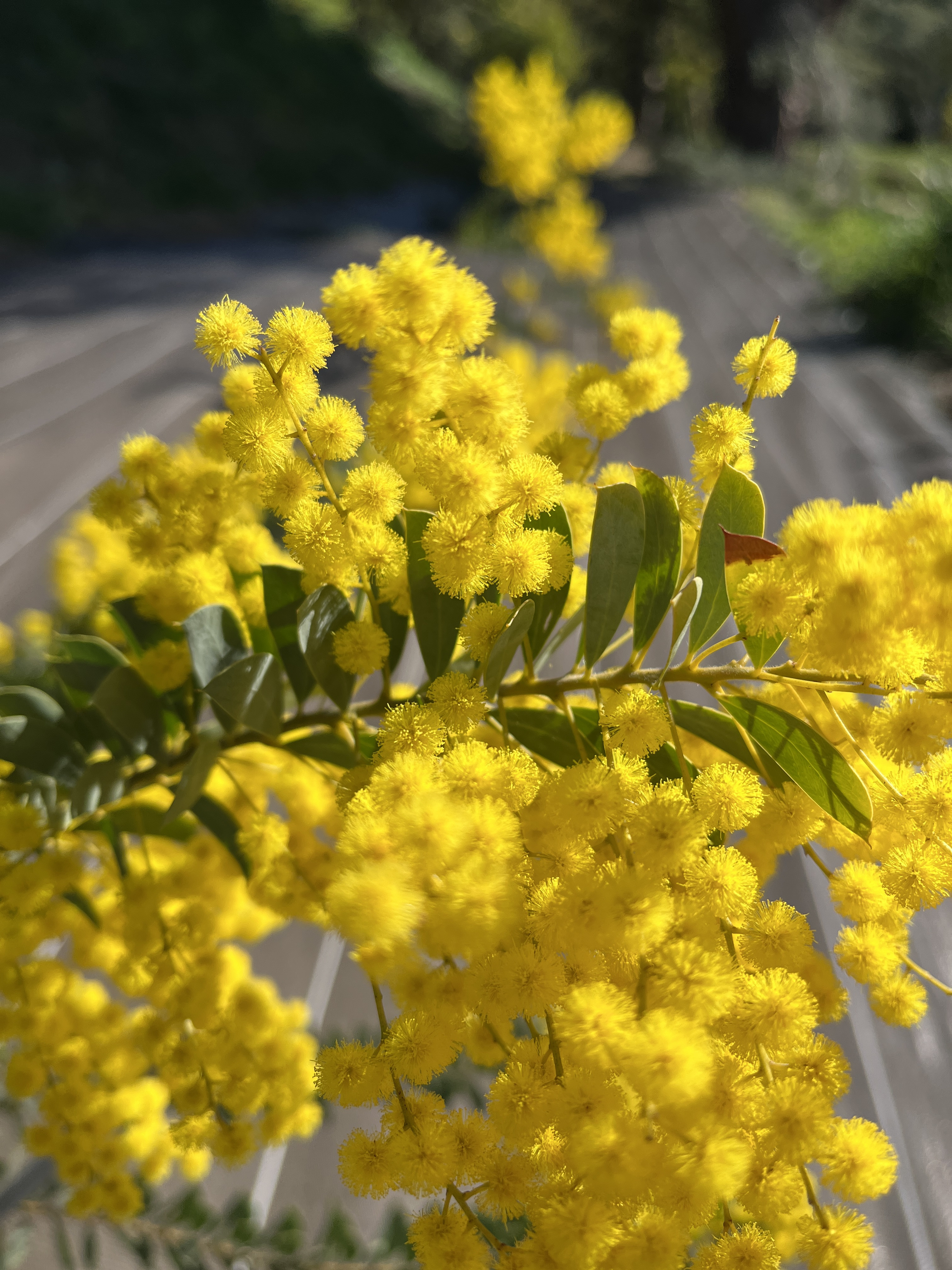 Acacia semilunata