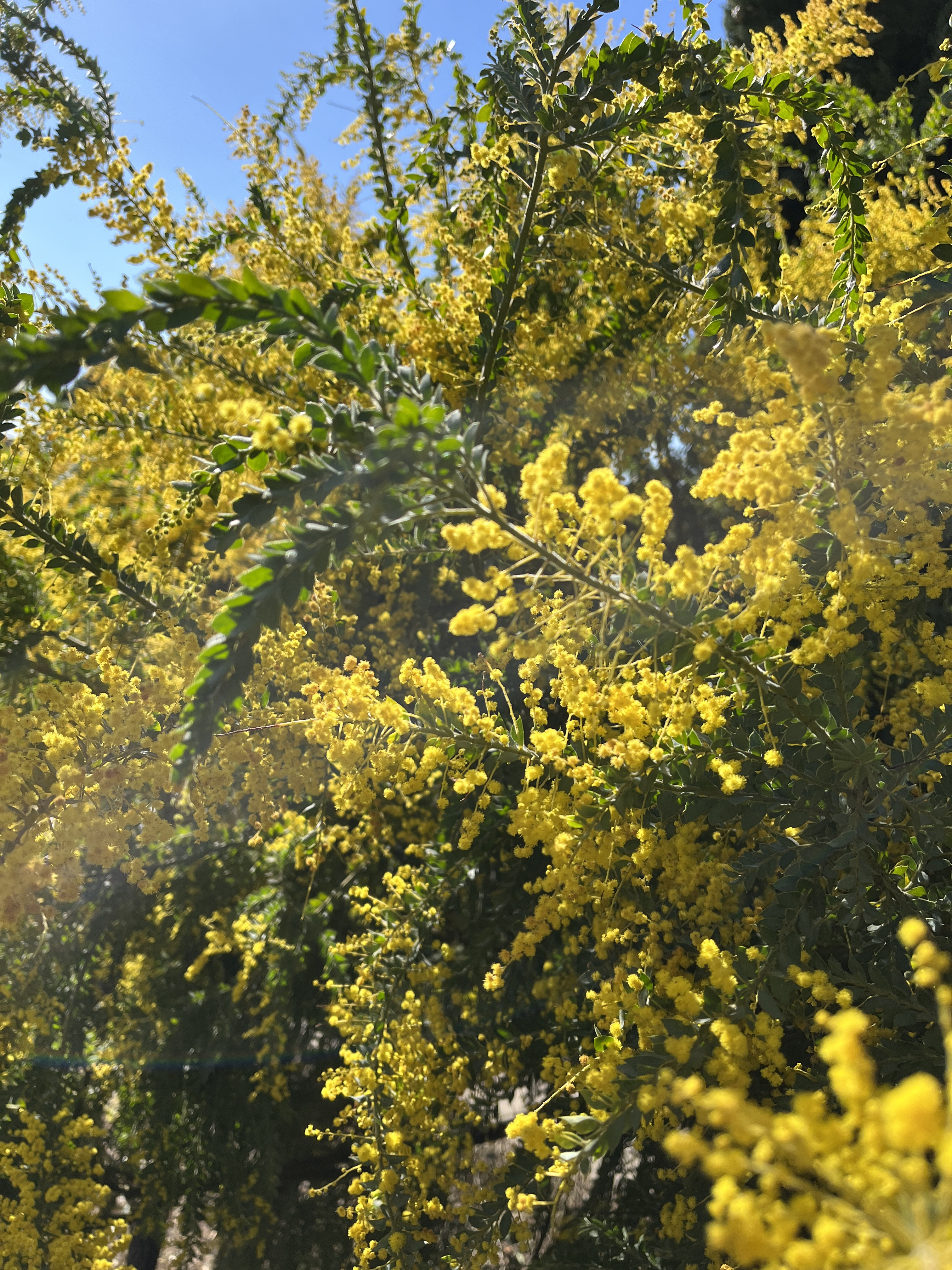 Acacia vestita 'Sainte-Hélène'