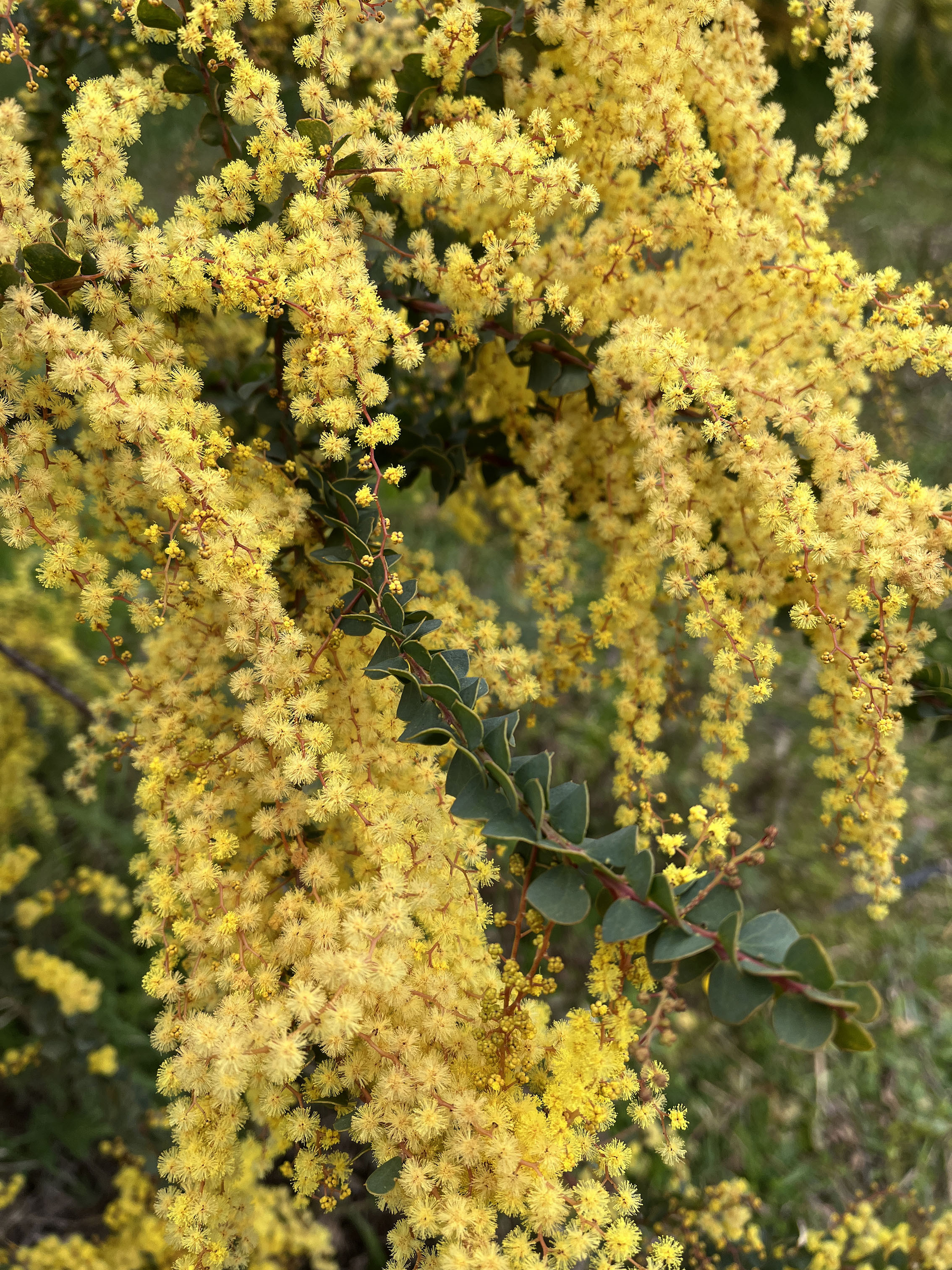 Acacia pravissima 'Red Tips'