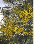 Acacia calamifolia