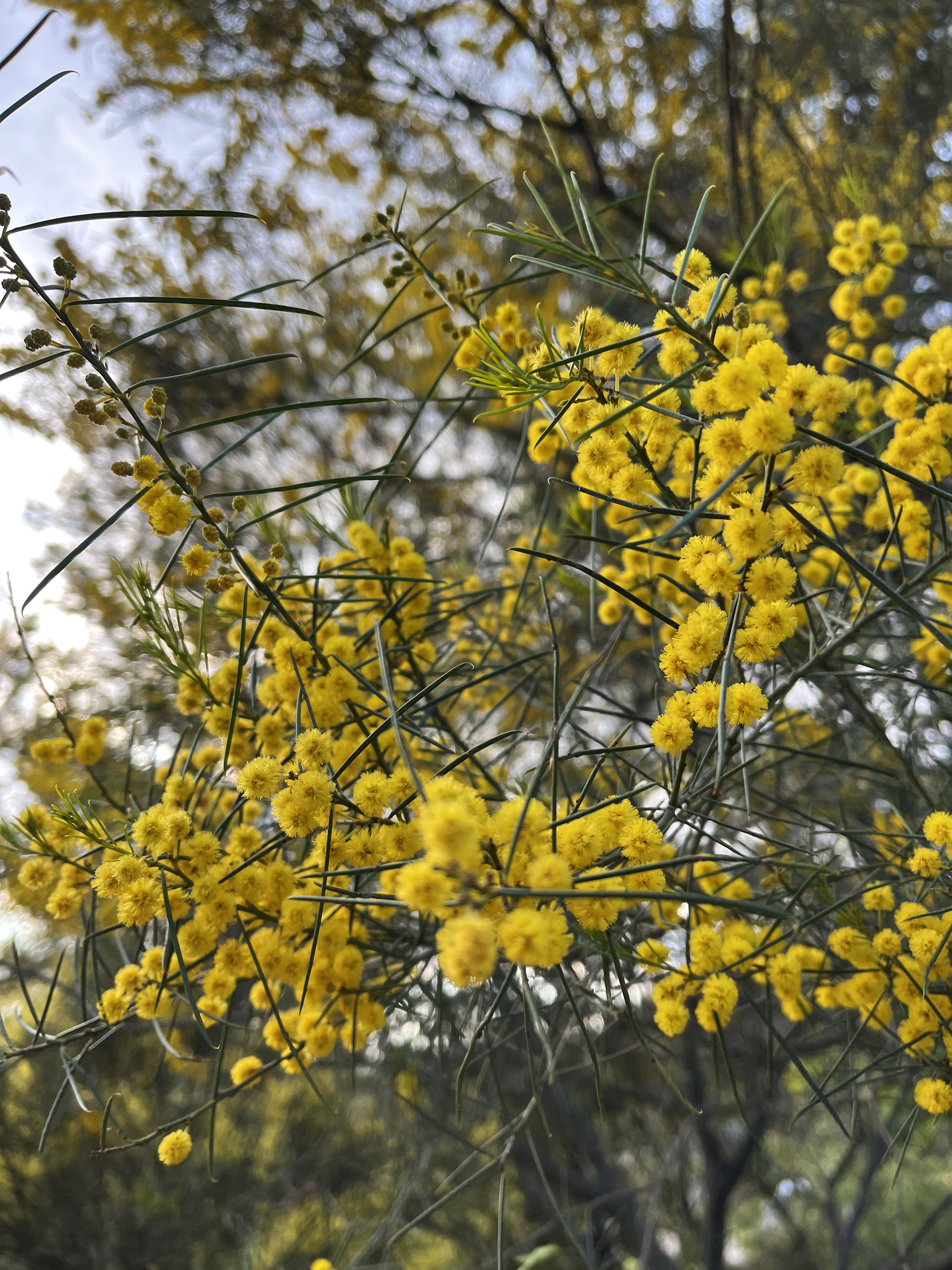 Acacia calamifolia