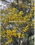 Acacia calamifolia