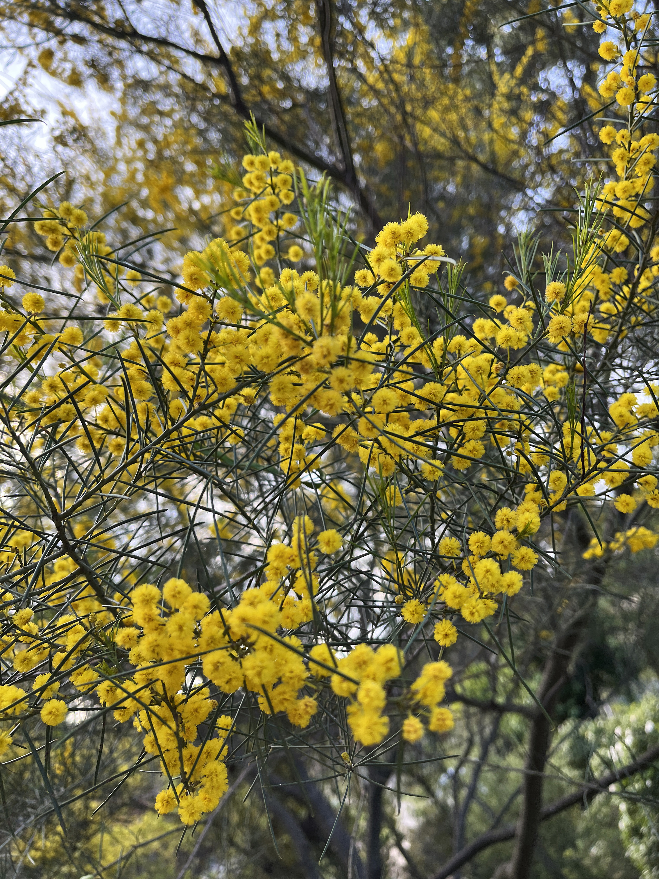 Acacia calamifolia