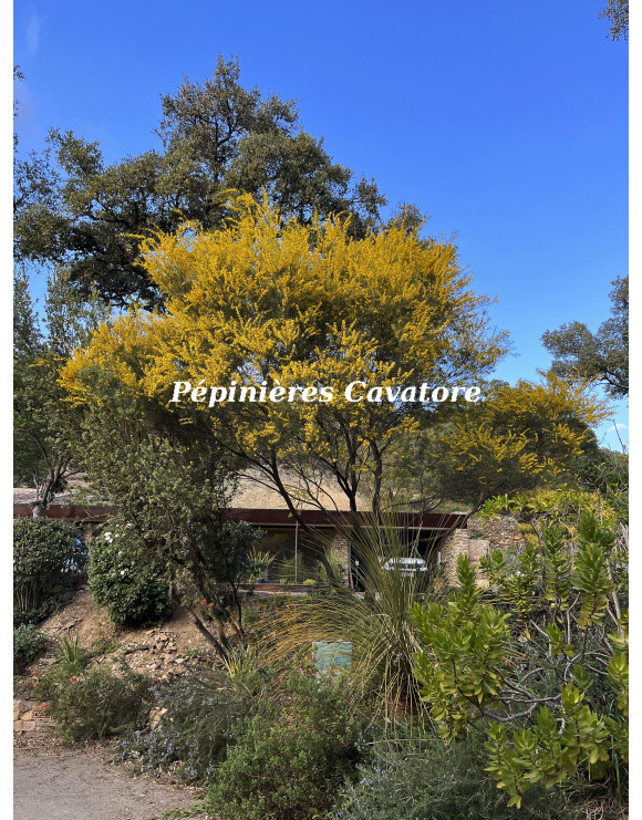 Acacia calamifolia