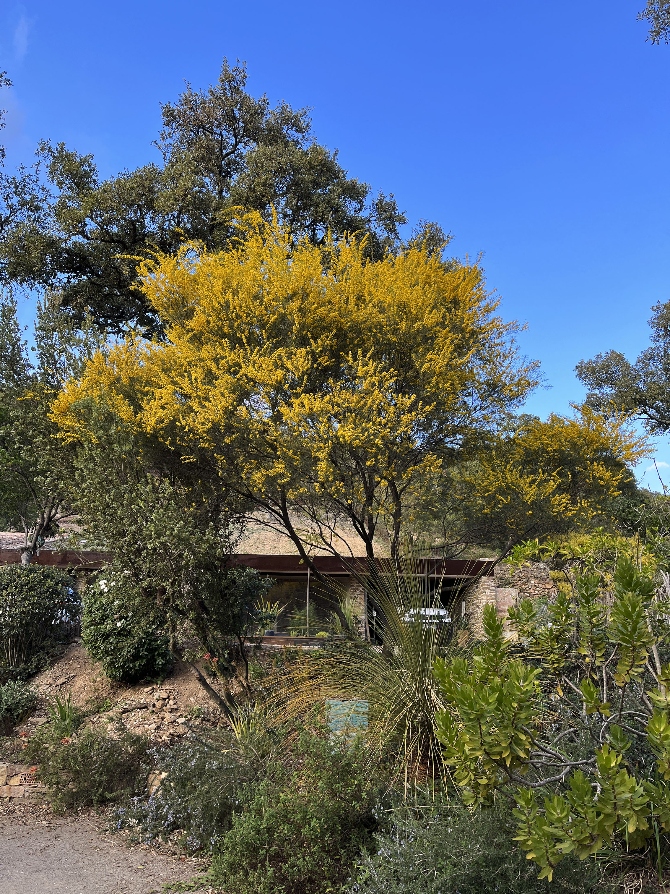 Acacia calamifolia
