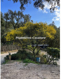Acacia calamifolia
