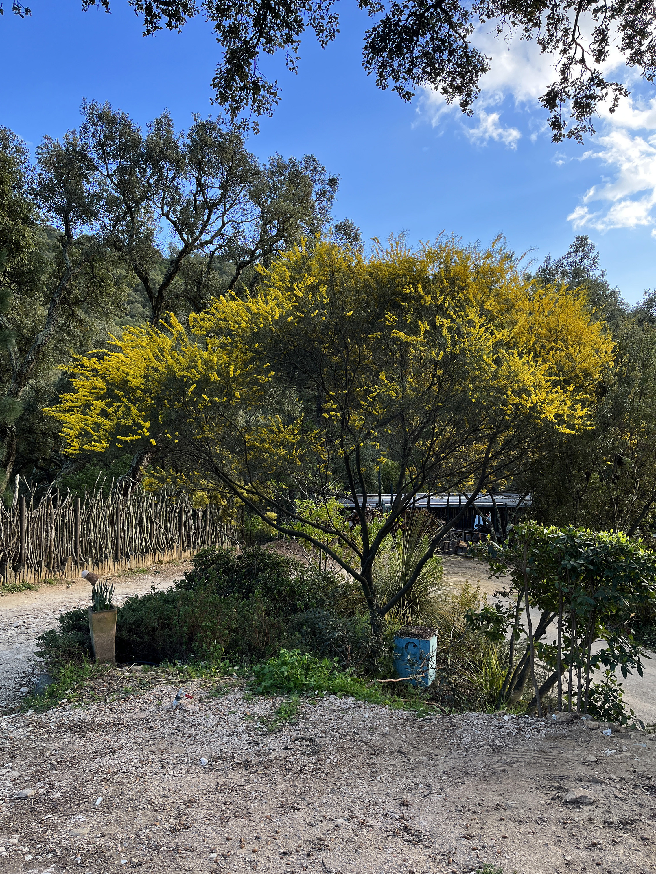 Acacia calamifolia