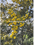 Acacia calamifolia