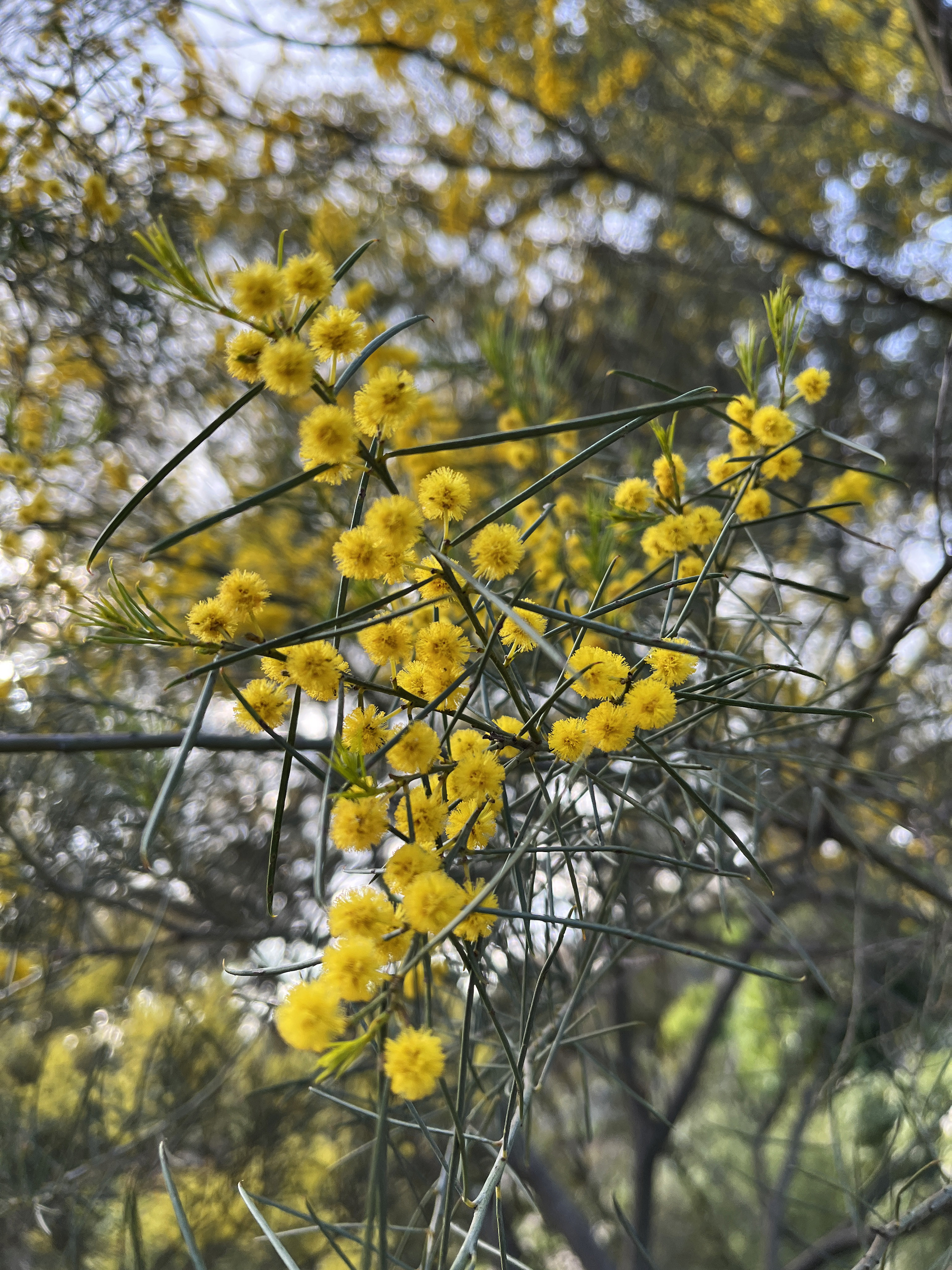 Acacia calamifolia