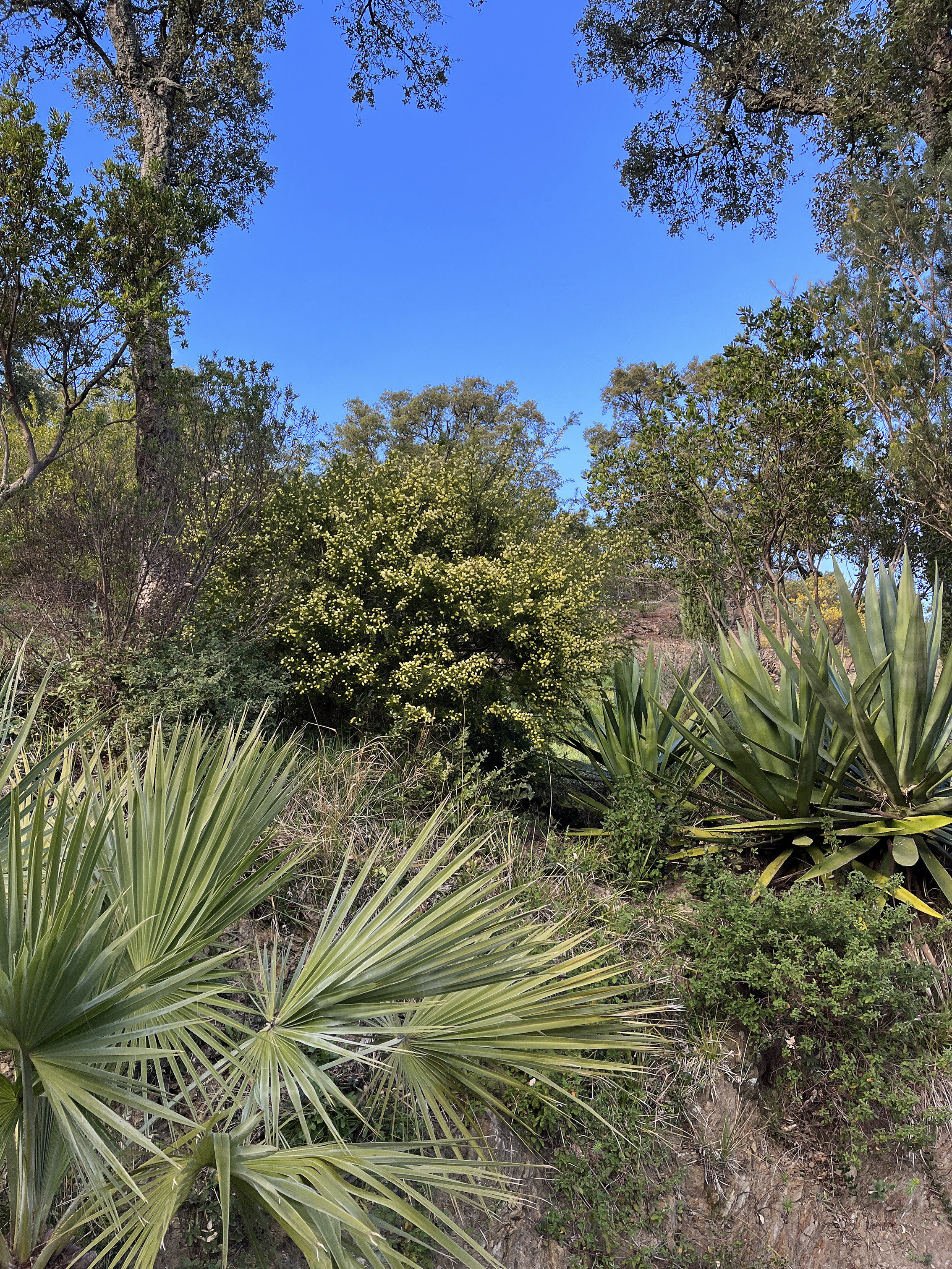 Acacia verticillata