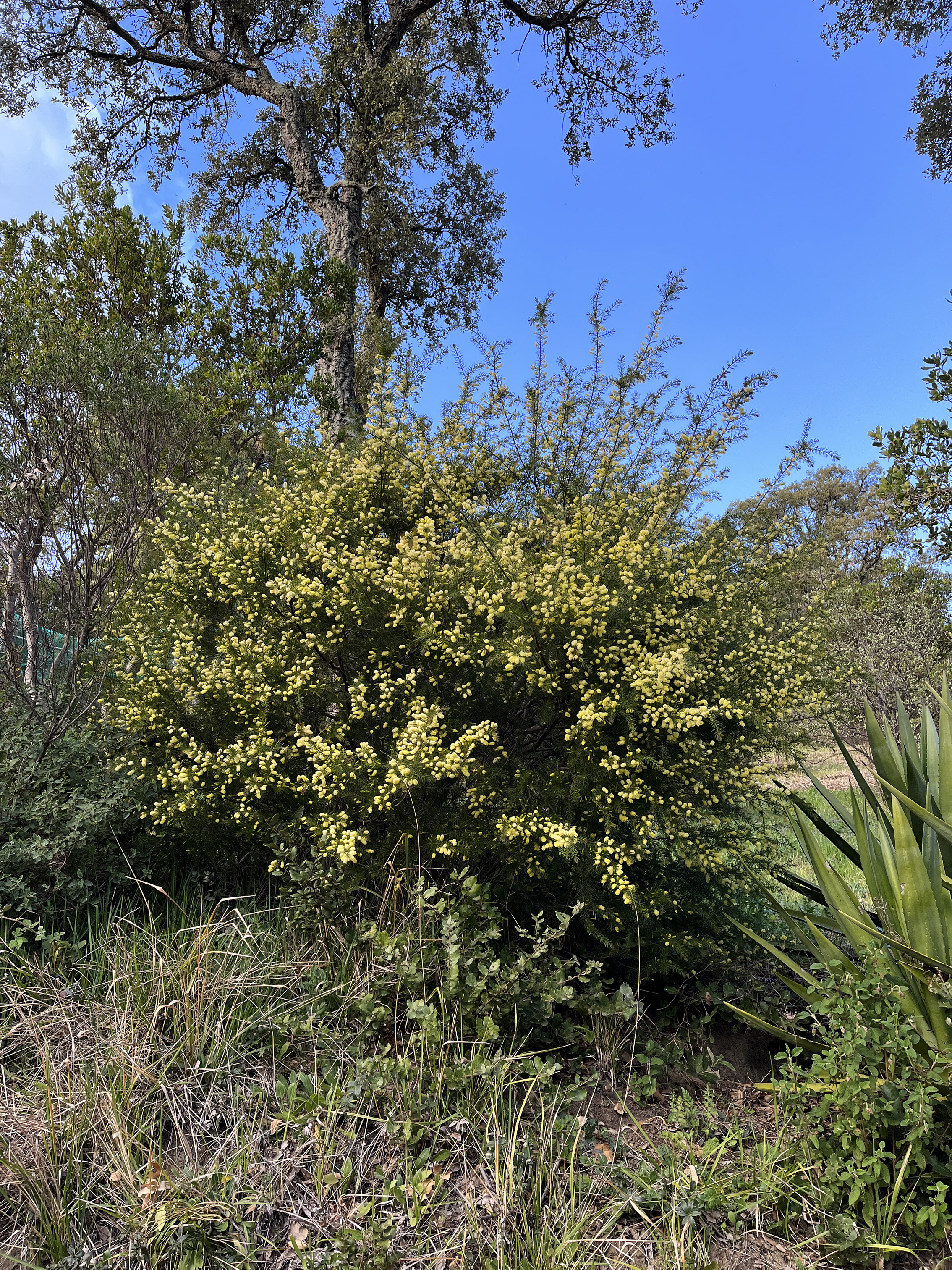 Acacia verticillata