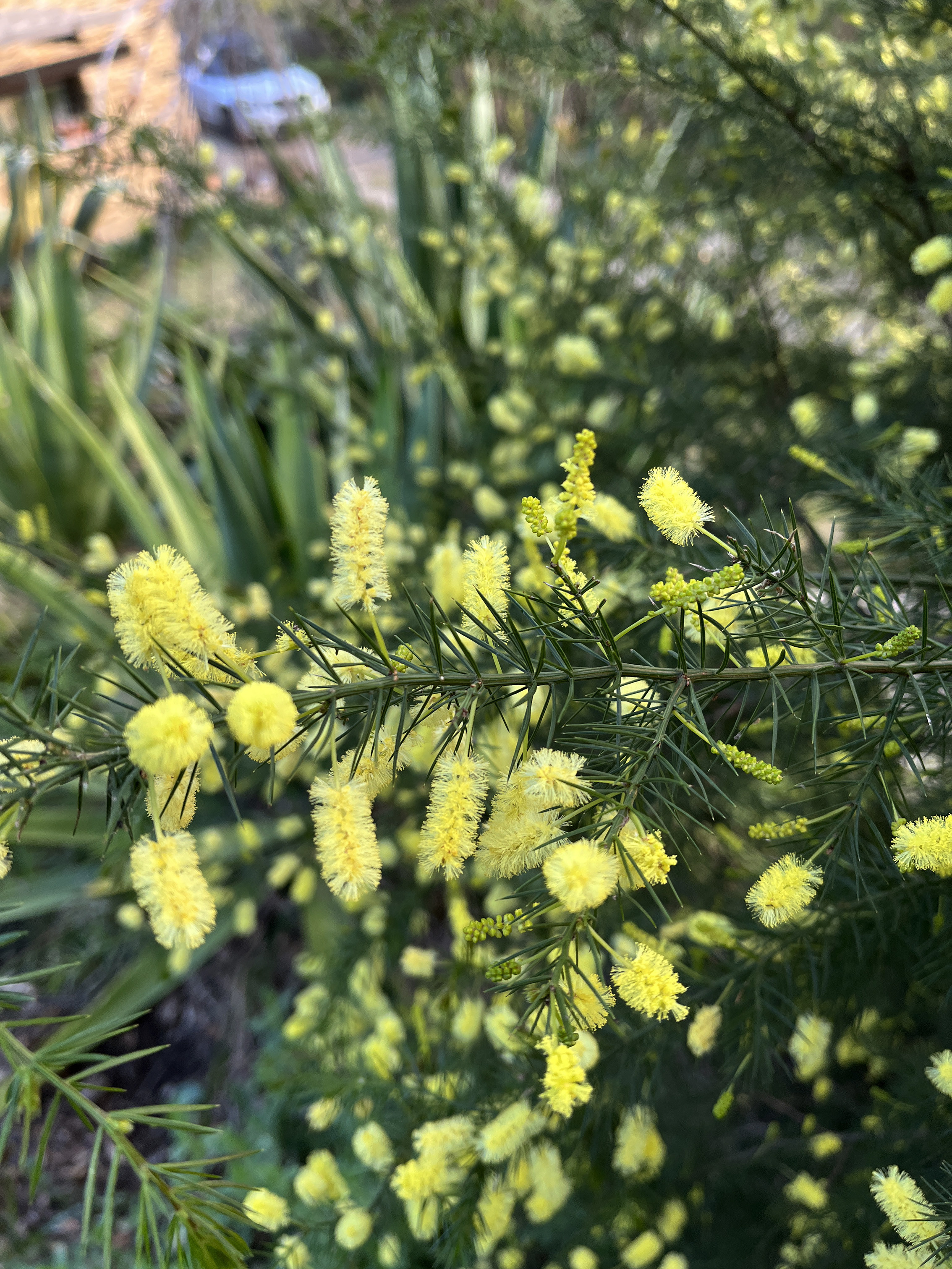 Acacia verticillata