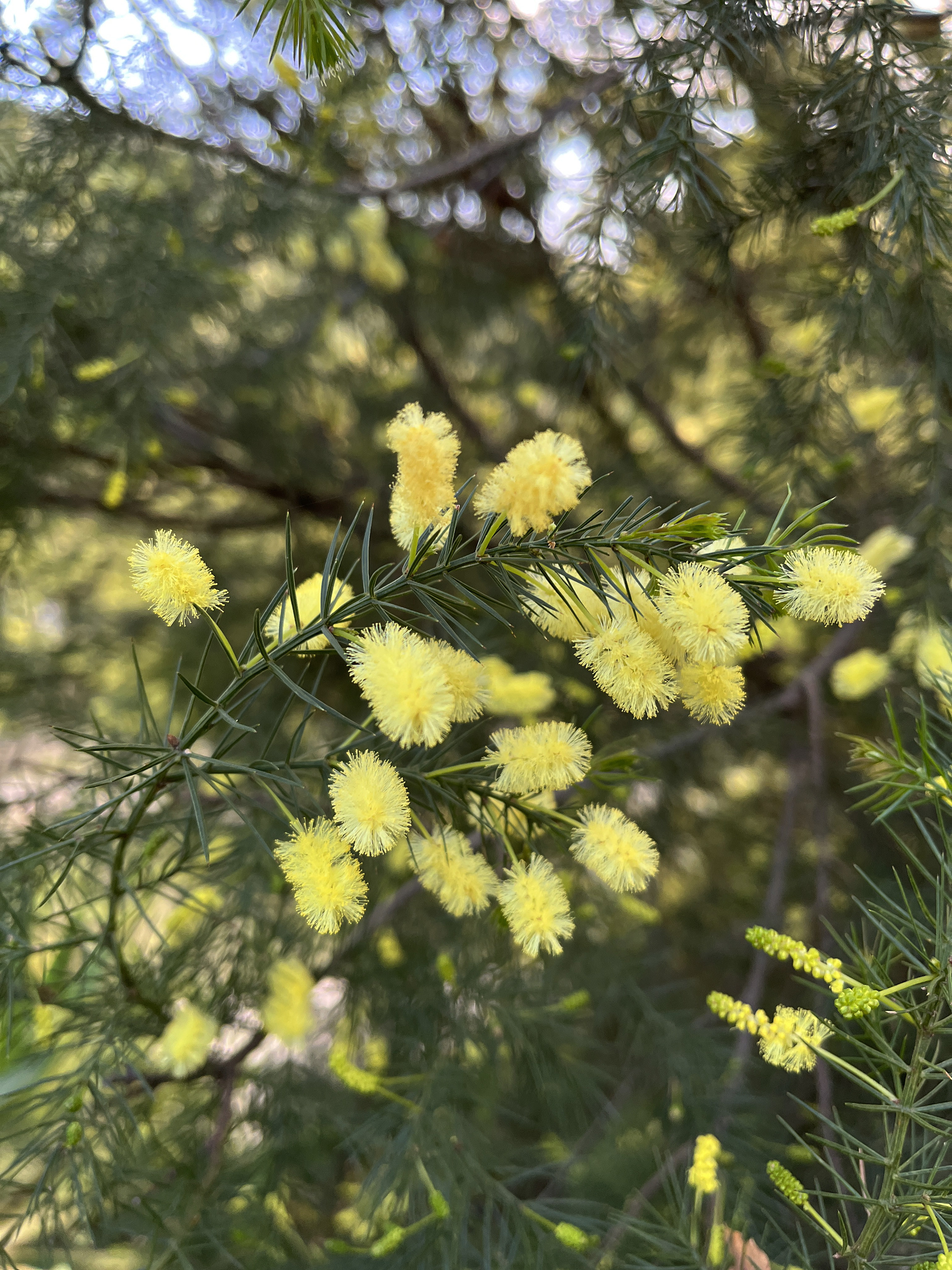 Acacia verticillata