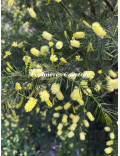 Acacia verticillata