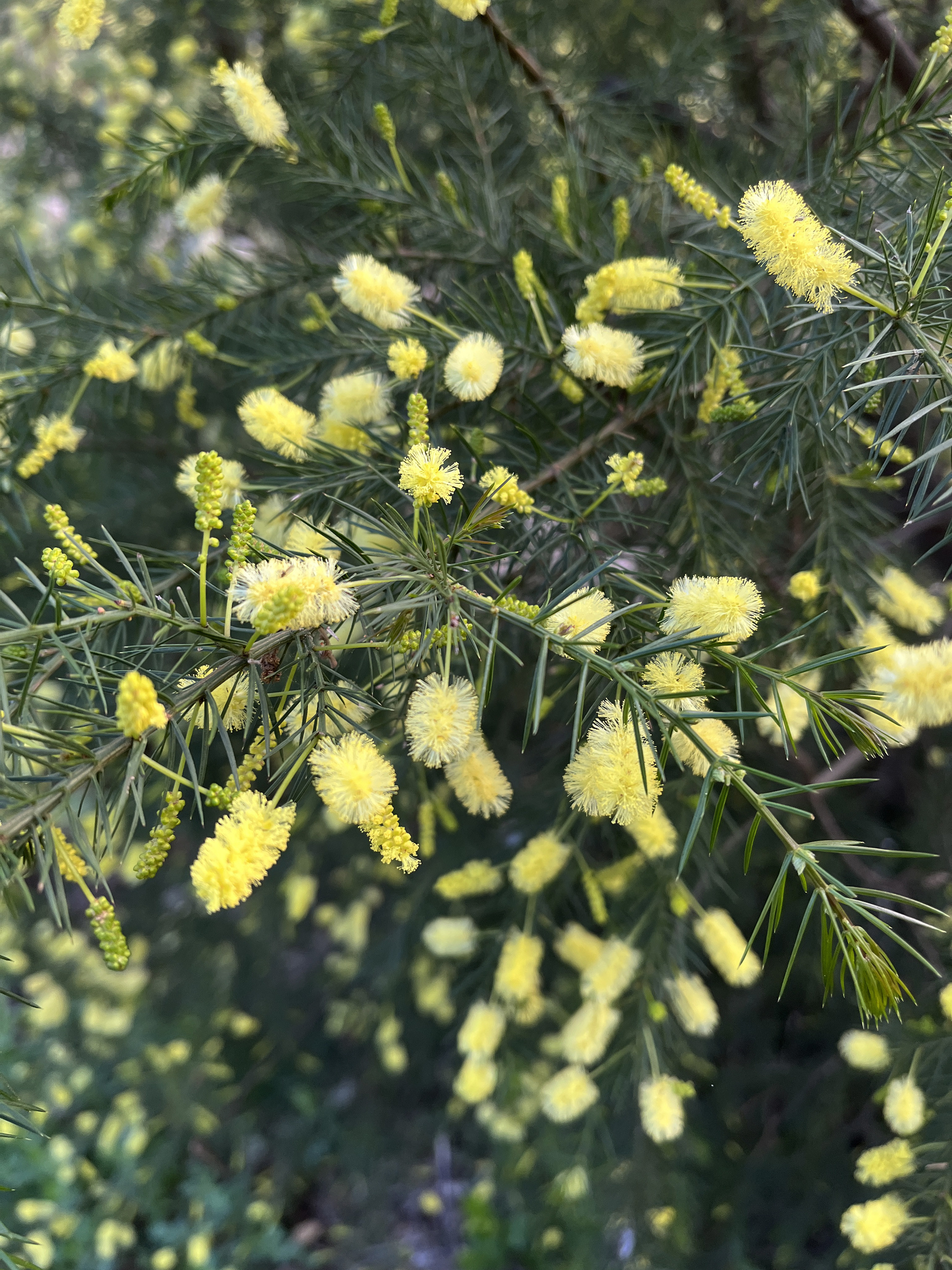 Acacia verticillata