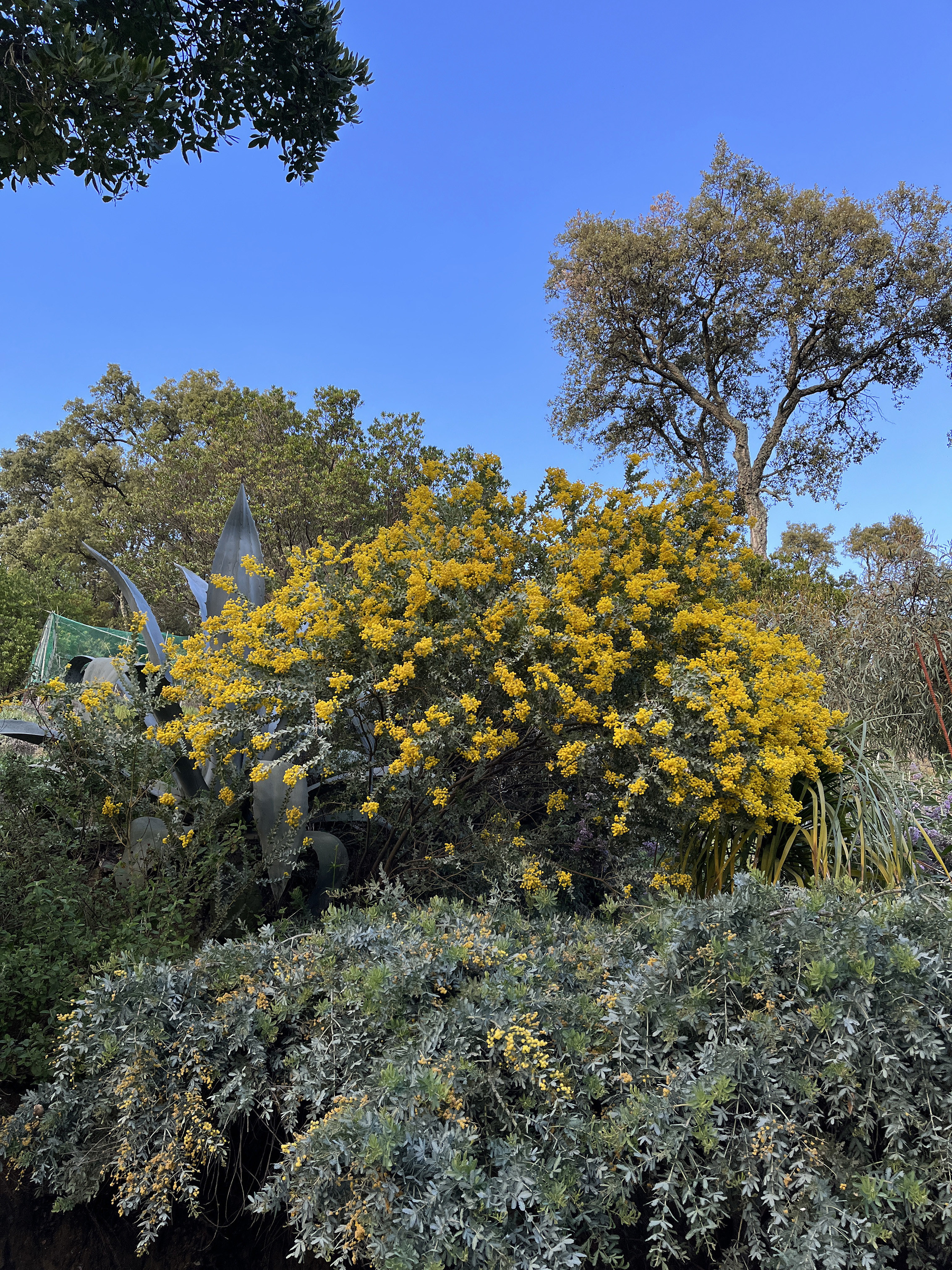 Acacia cultriformis