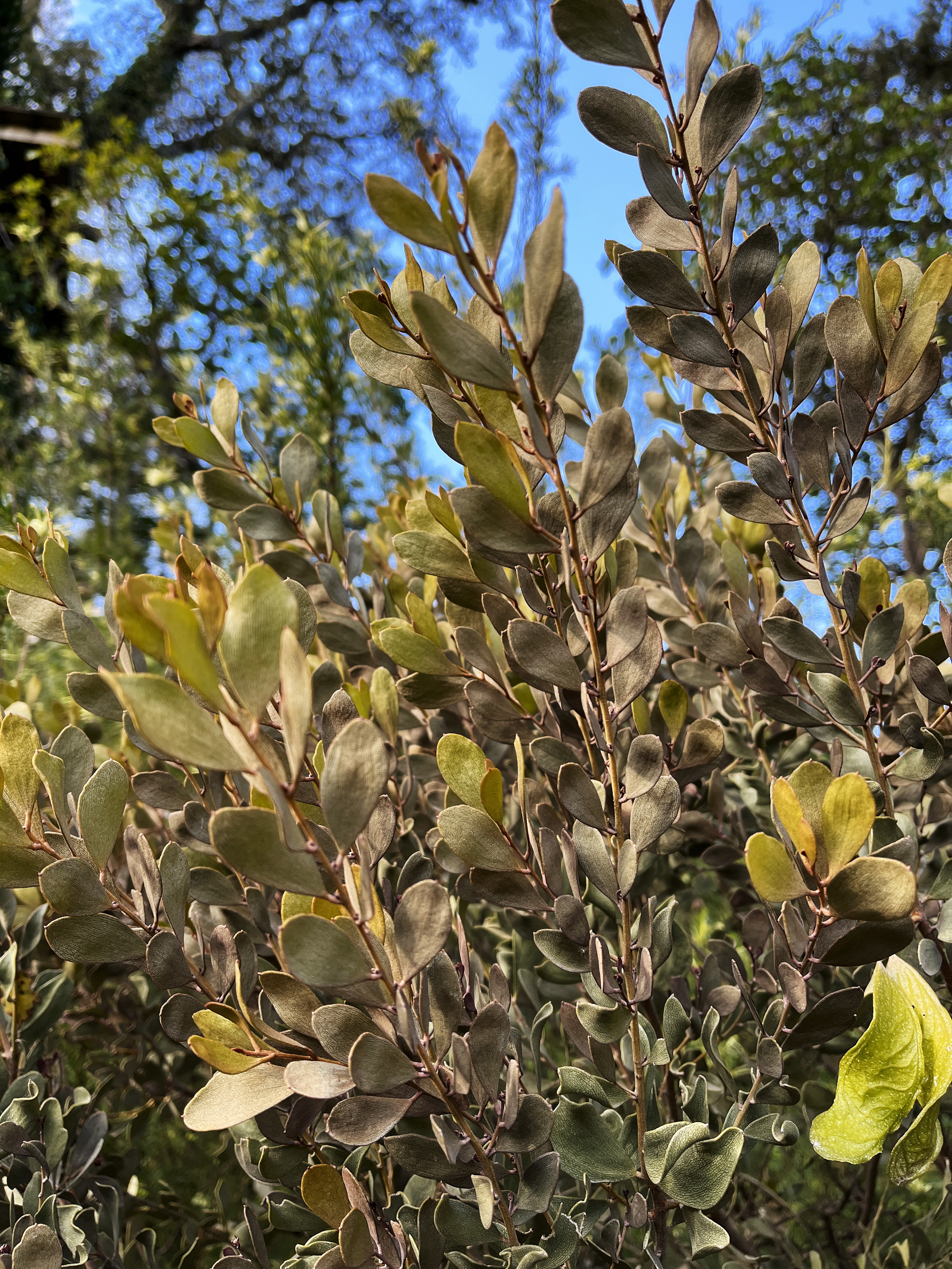 Acacia craspedocarpa