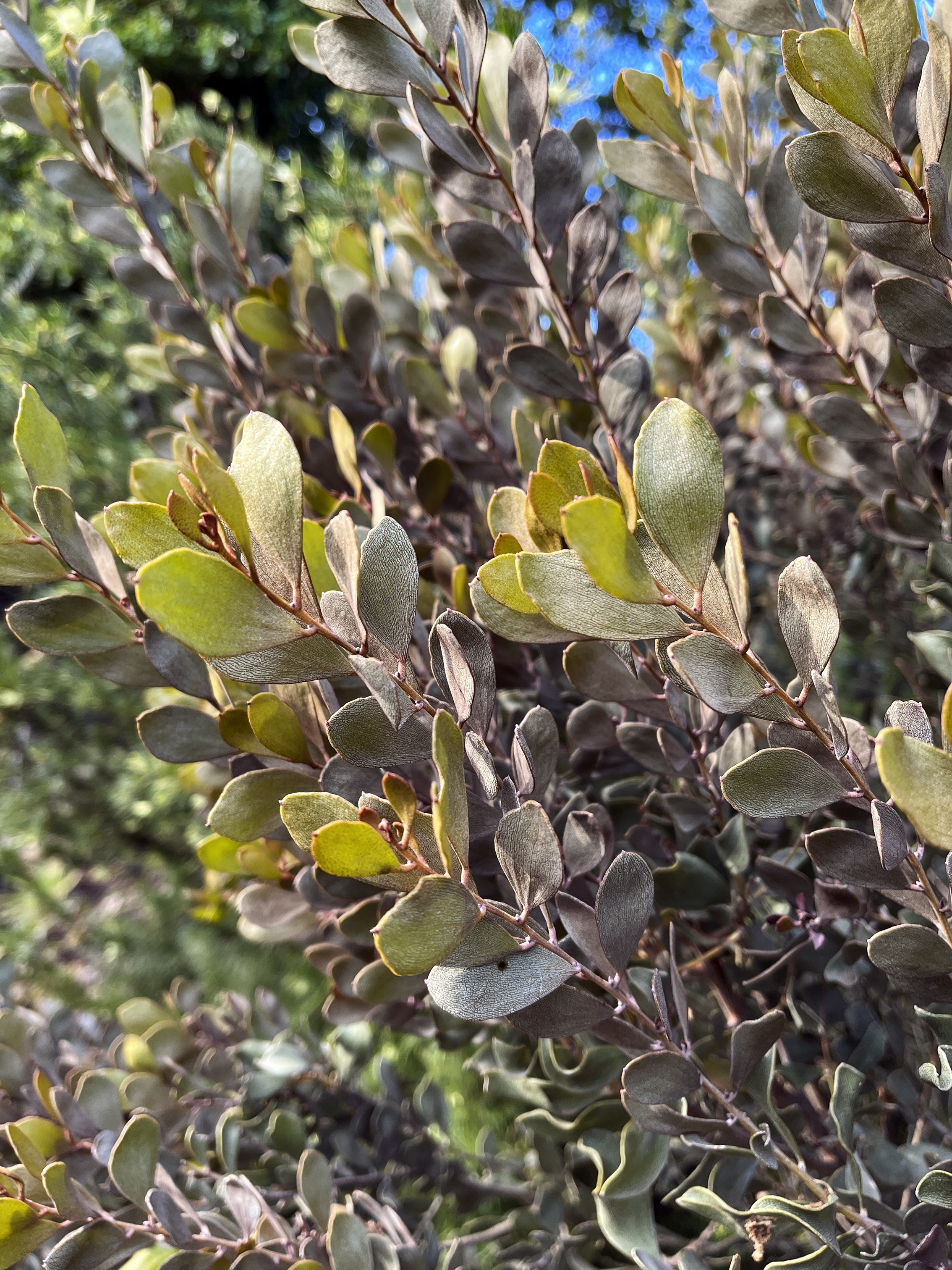 Acacia craspedocarpa