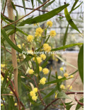 Acacia verniciflua