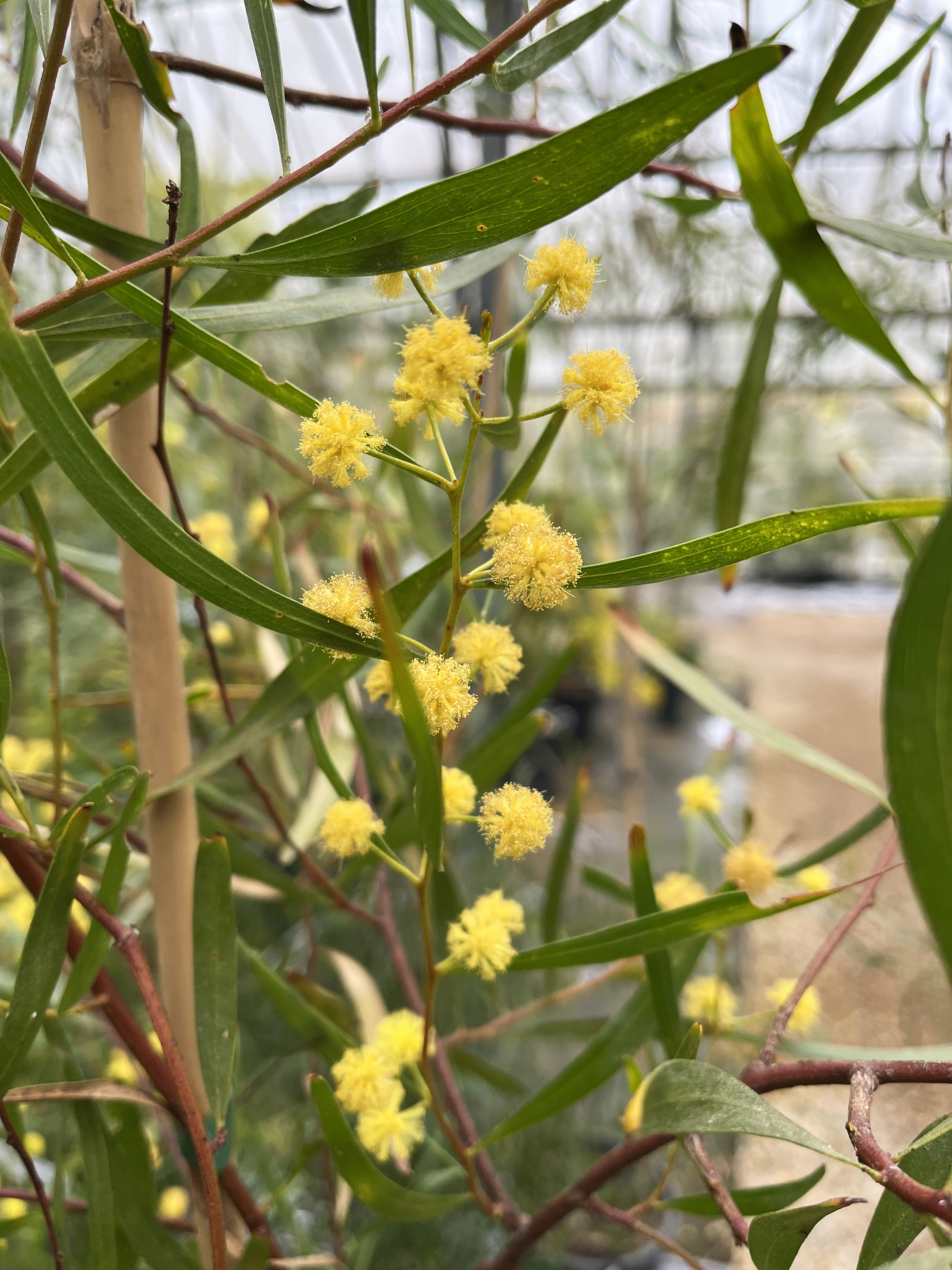 Acacia verniciflua