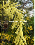 Acacia floribunda