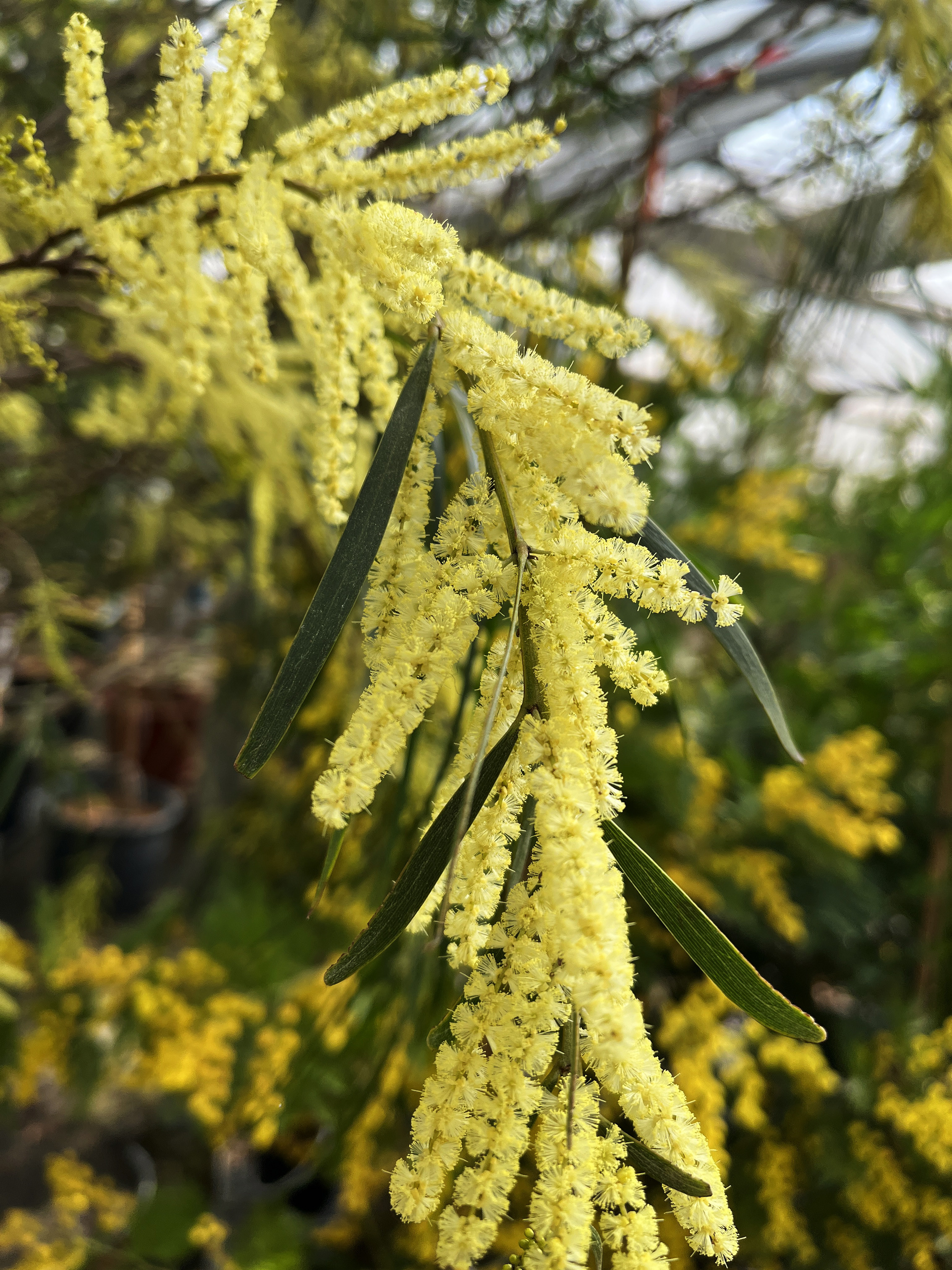 Acacia floribunda