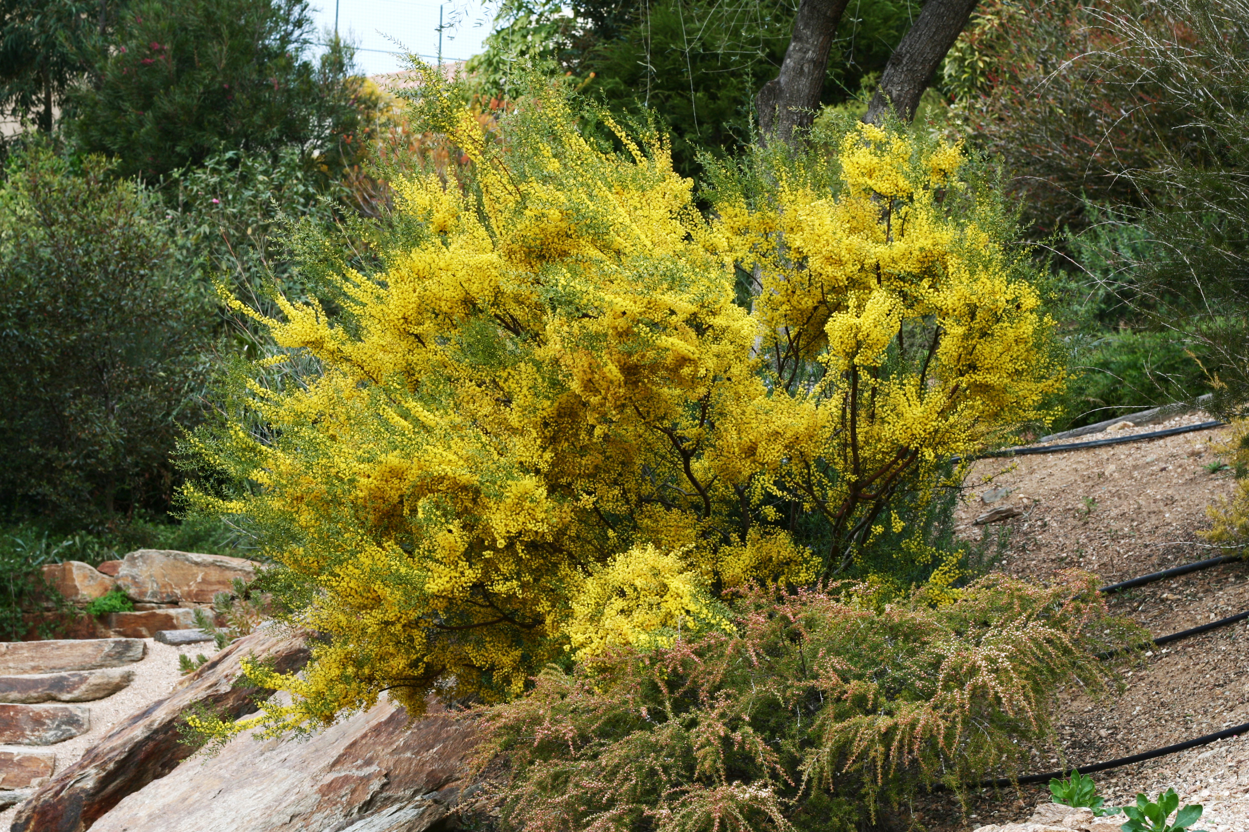 Acacia acinacea