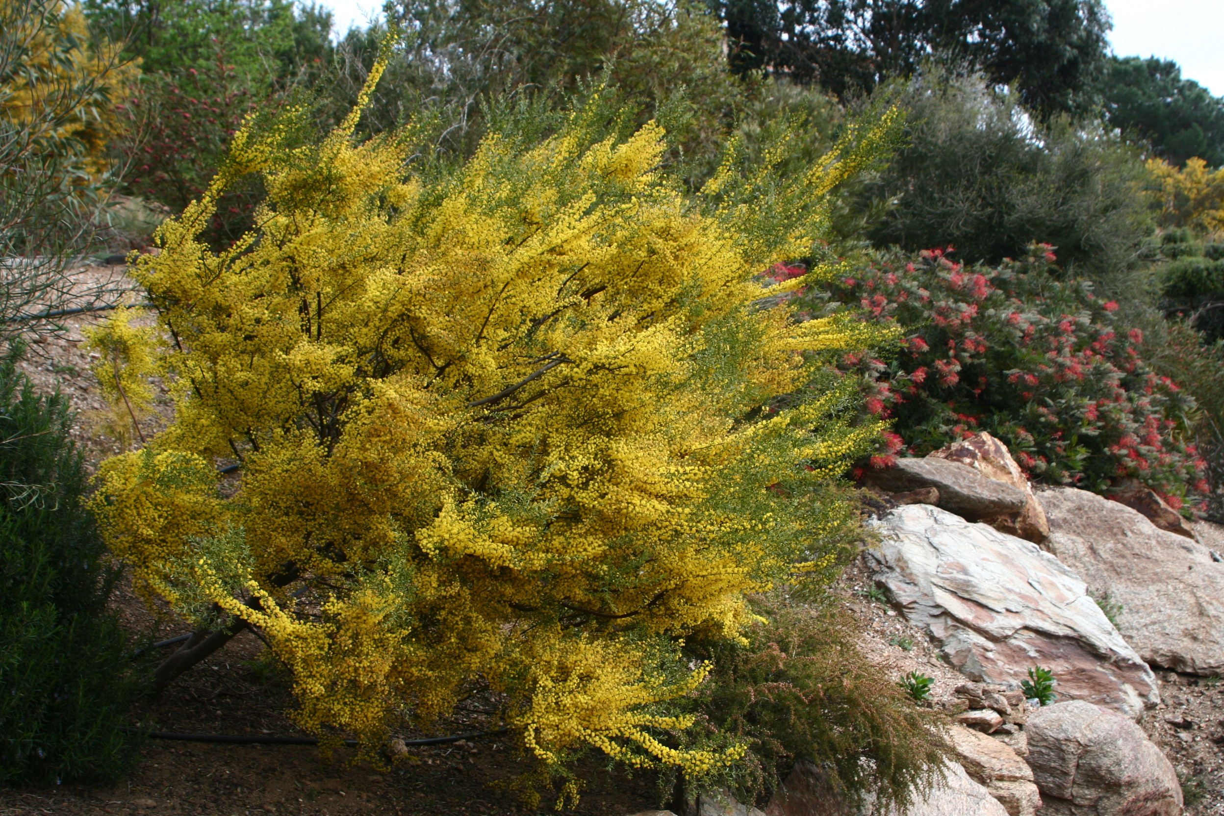 Acacia acinacea