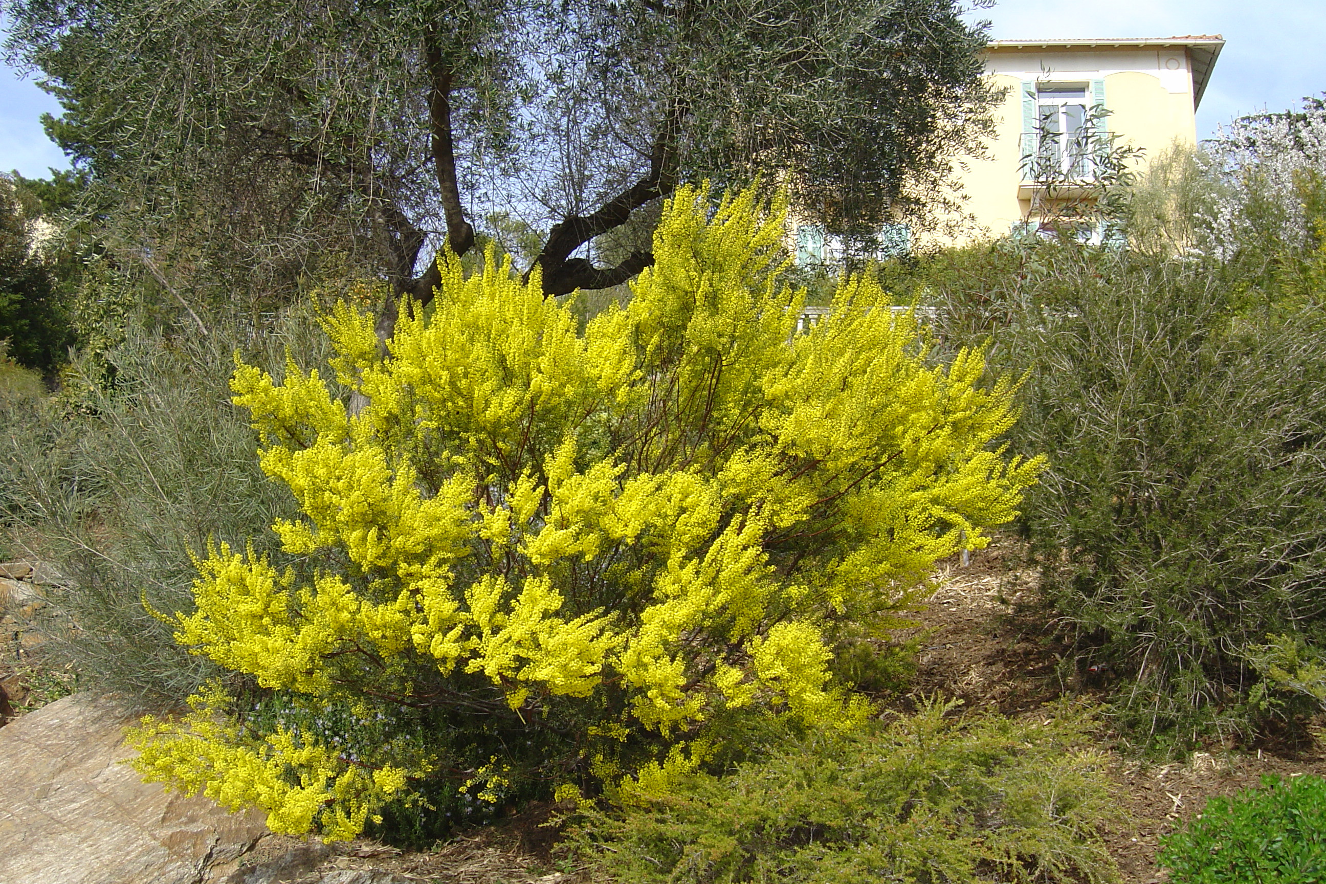 Acacia acinacea