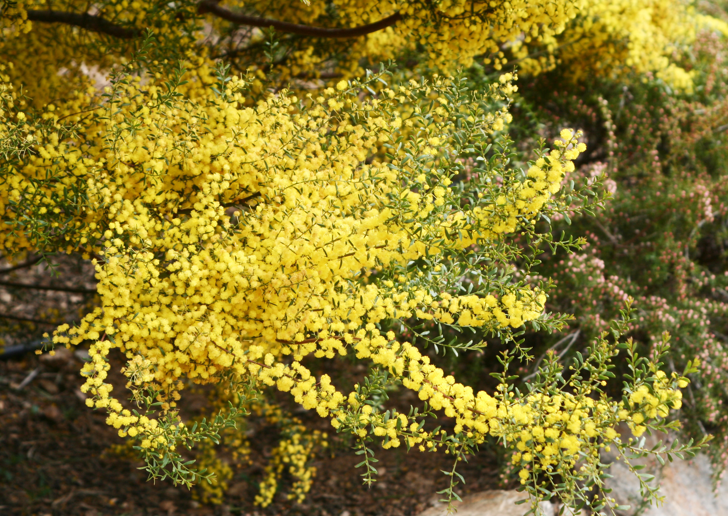 Acacia acinacea