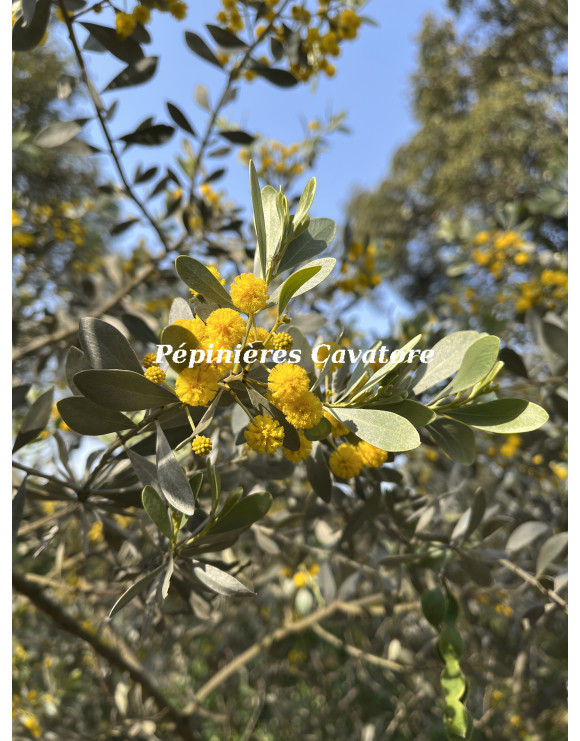 Acacia argyrophylla