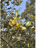 Acacia argyrophylla