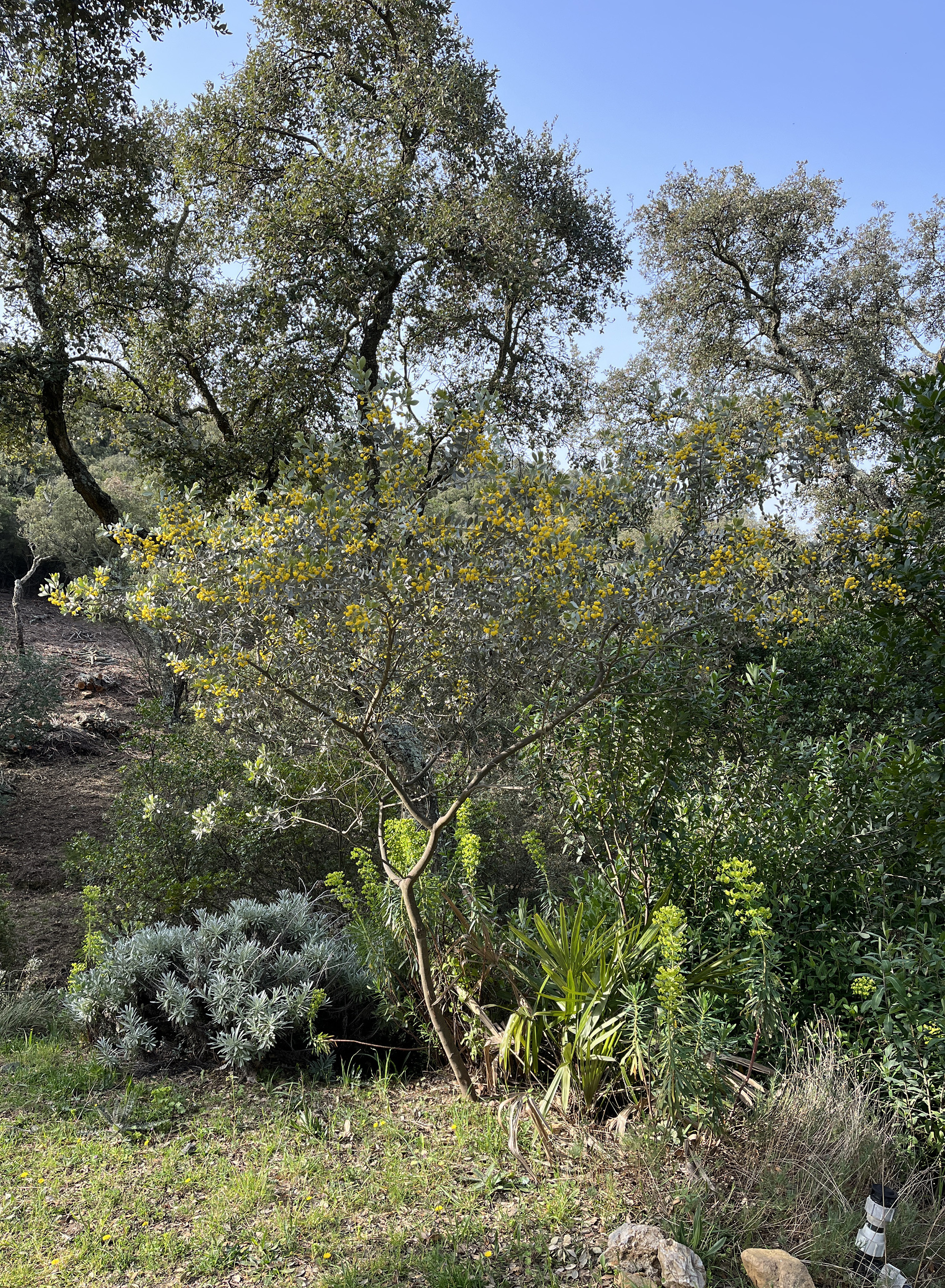 Acacia argyrophylla