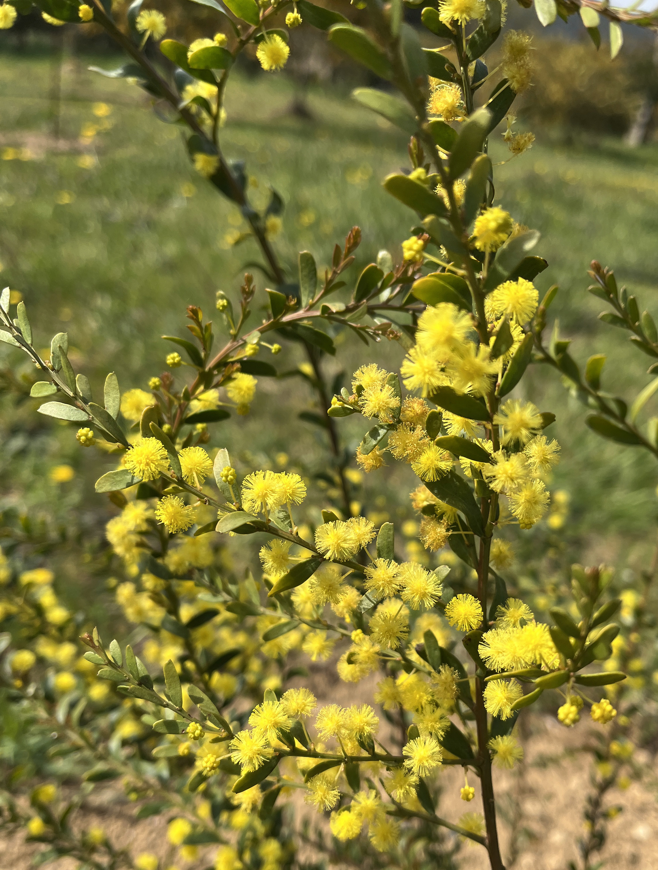 Acacia acinacea