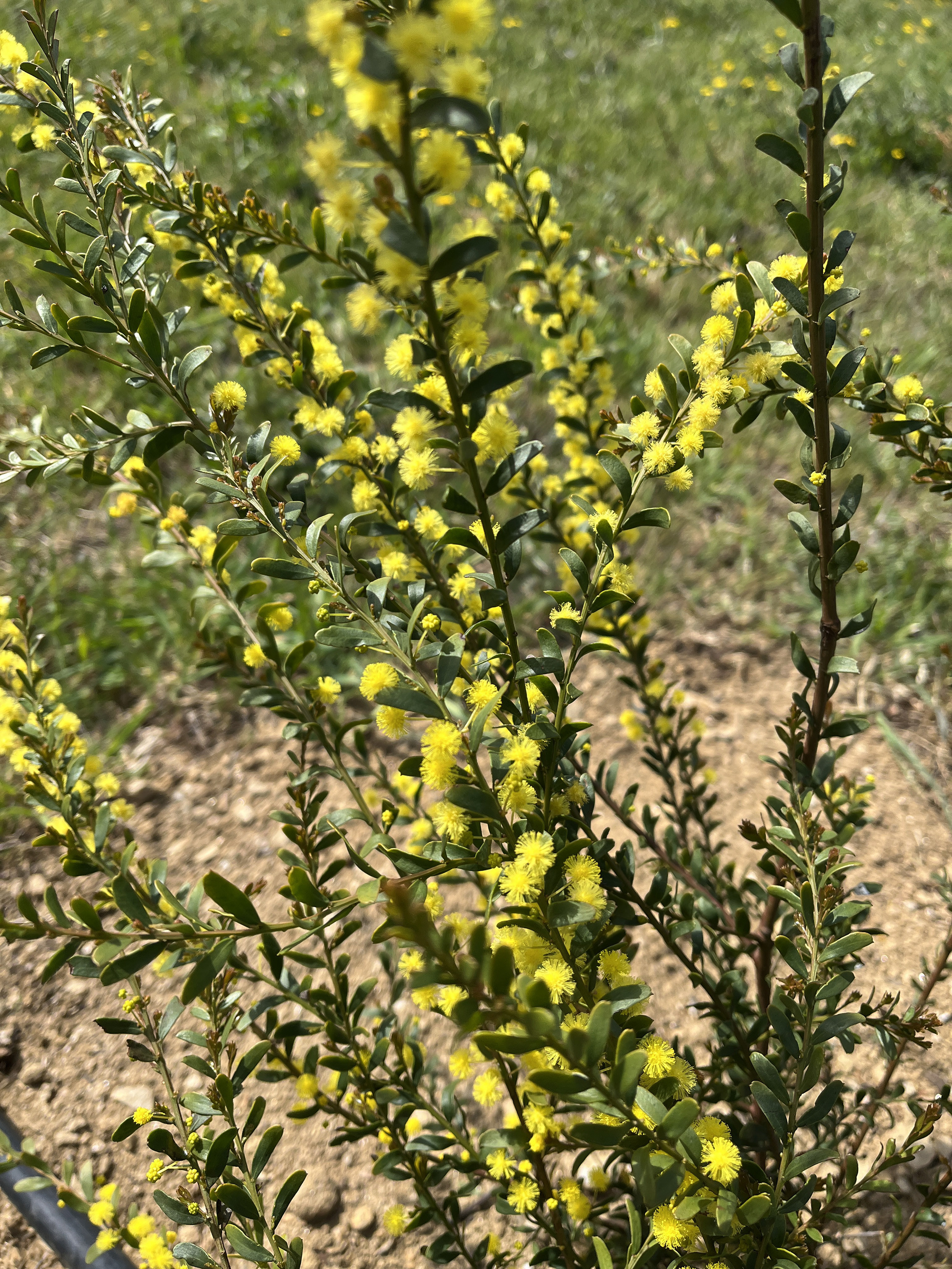 Acacia acinacea