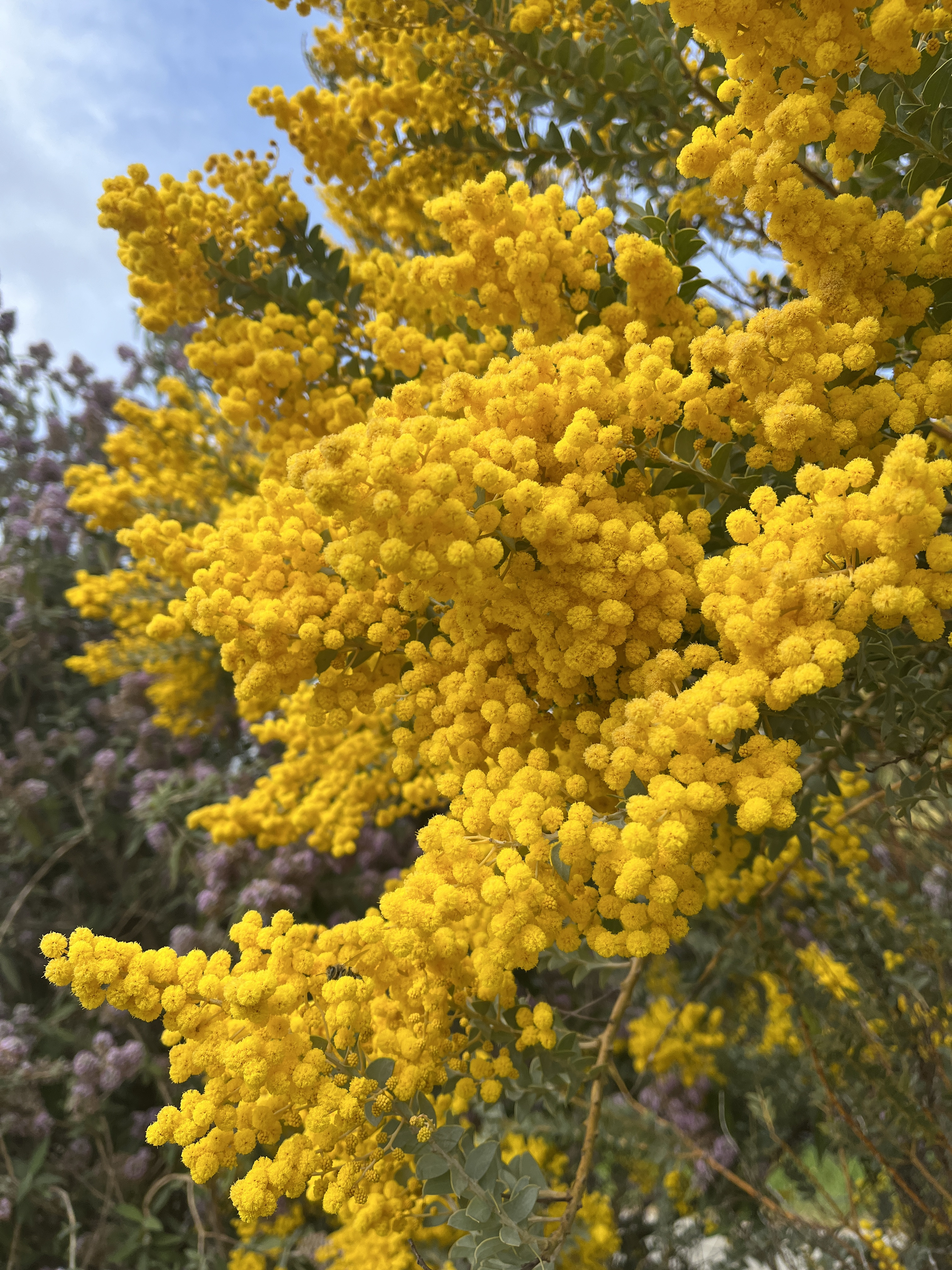 Acacia cultriformis