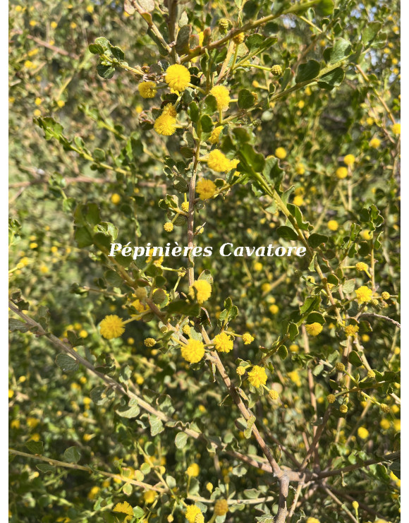 Acacia dictyoneura