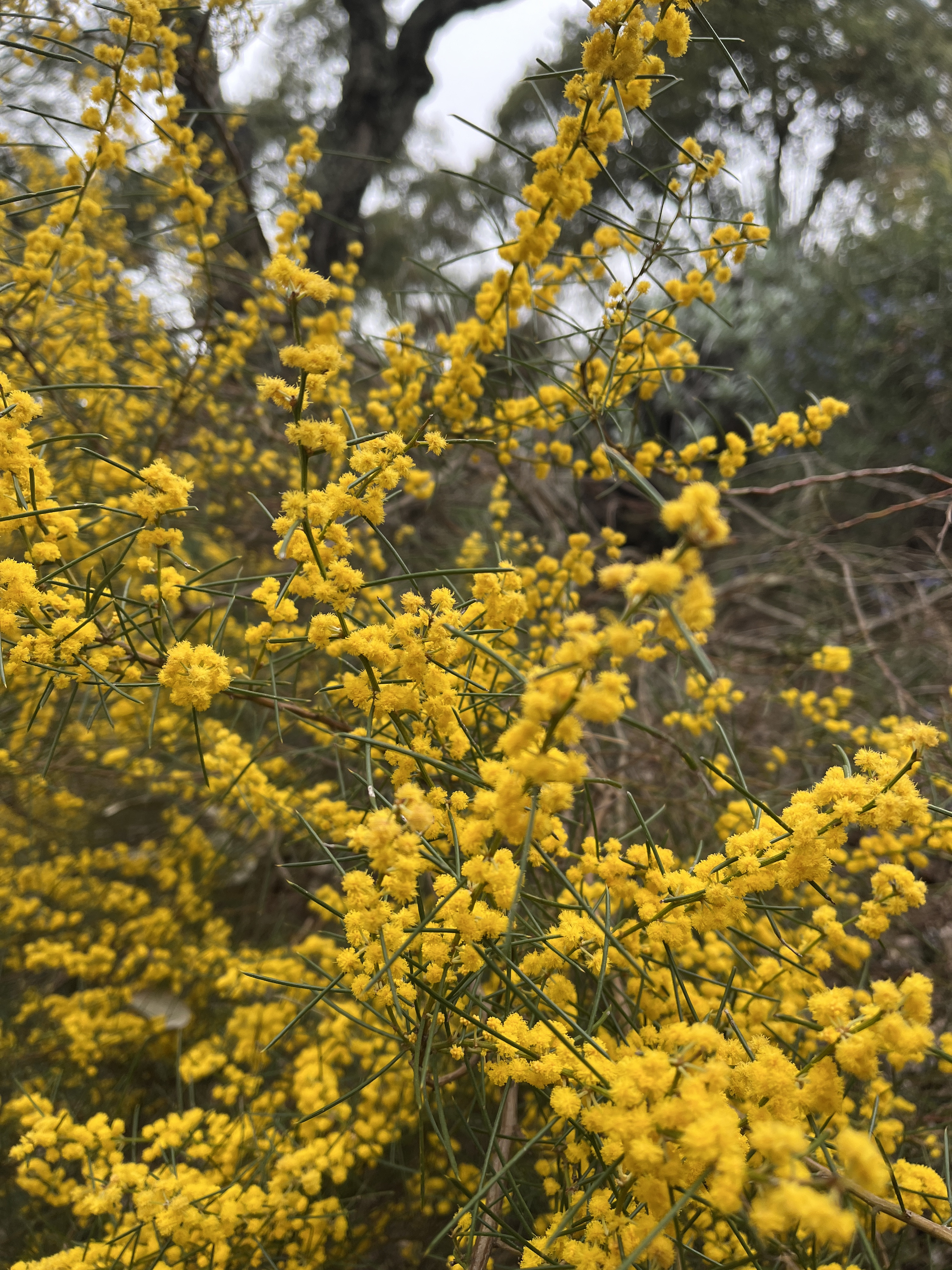 Acacia enterocarpa