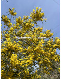 Acacia trineura
