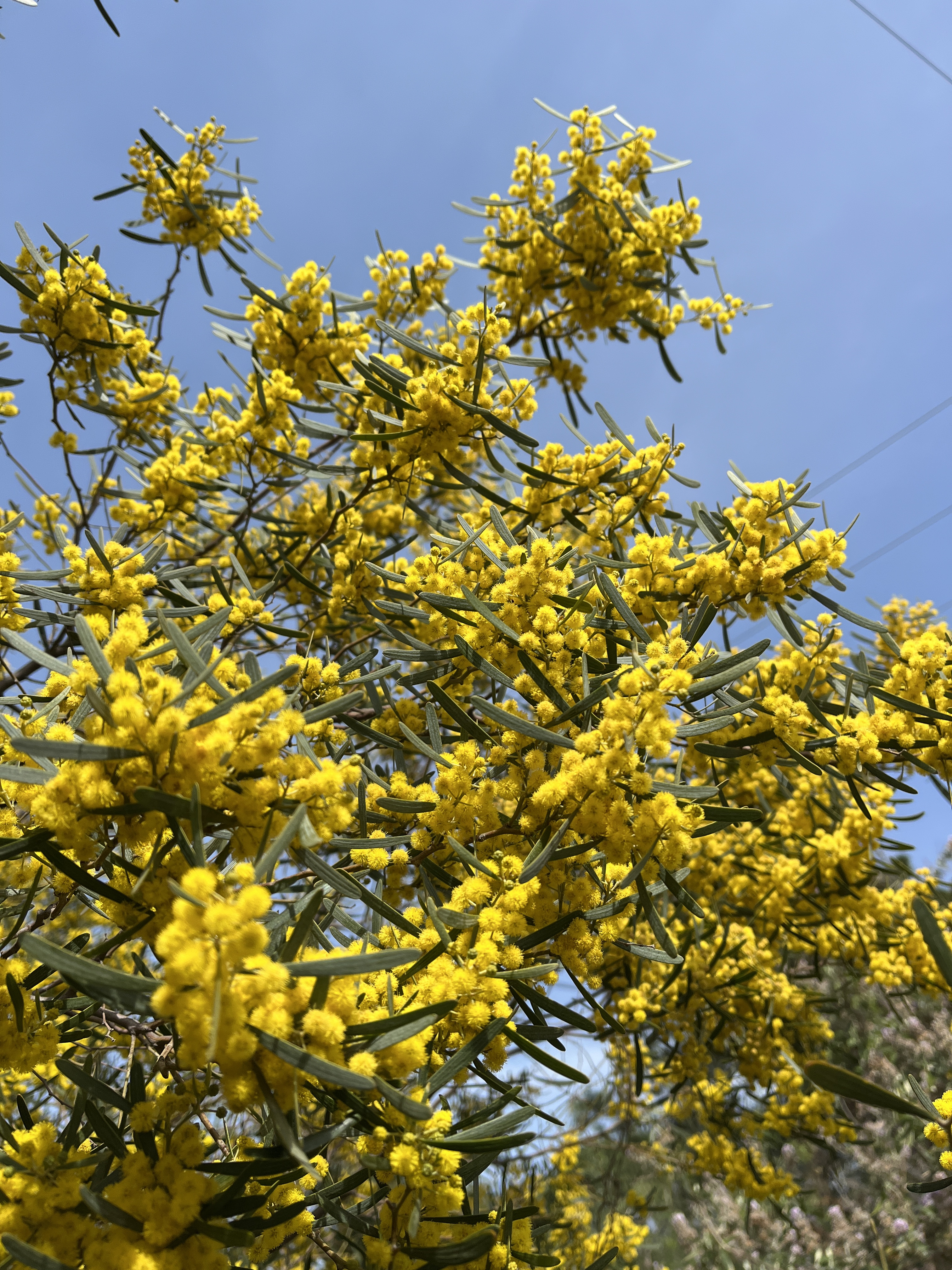 Acacia trineura