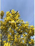 Acacia trineura