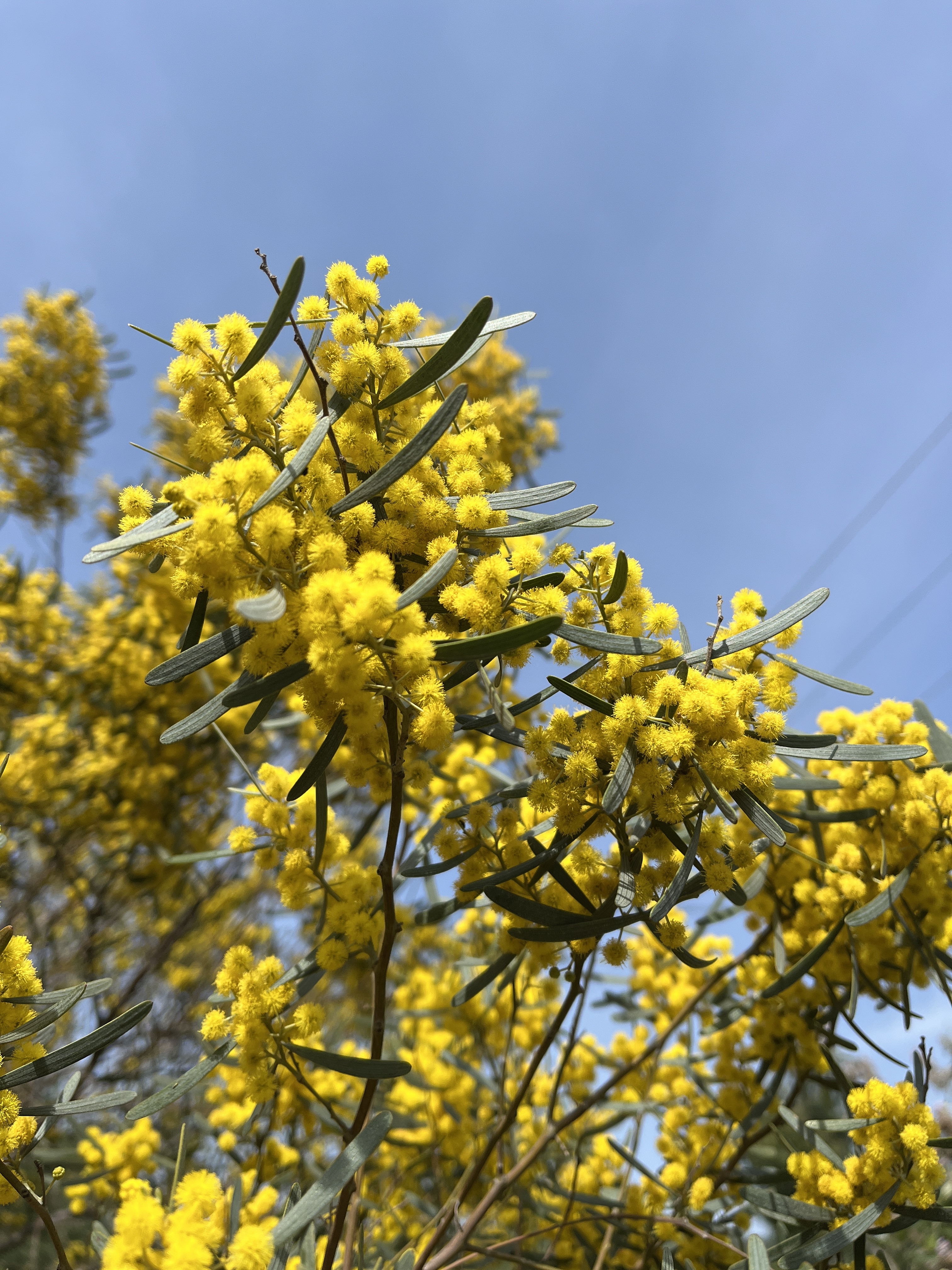 Acacia trineura