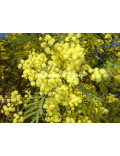 Acacia deanei