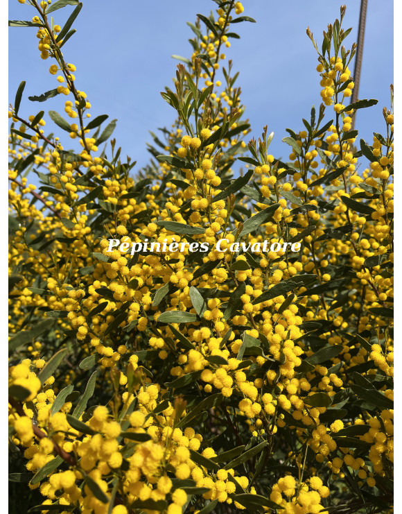 Acacia wilhelmiana