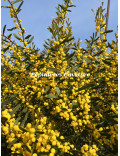 Acacia wilhelmiana