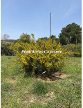 Acacia wilhelmiana