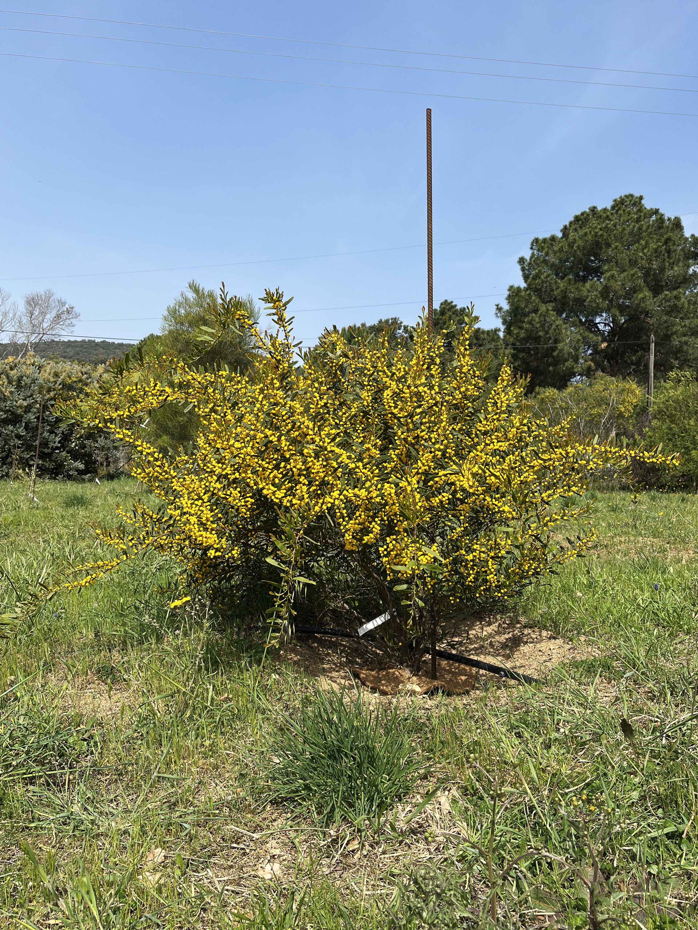 Acacia wilhelmiana